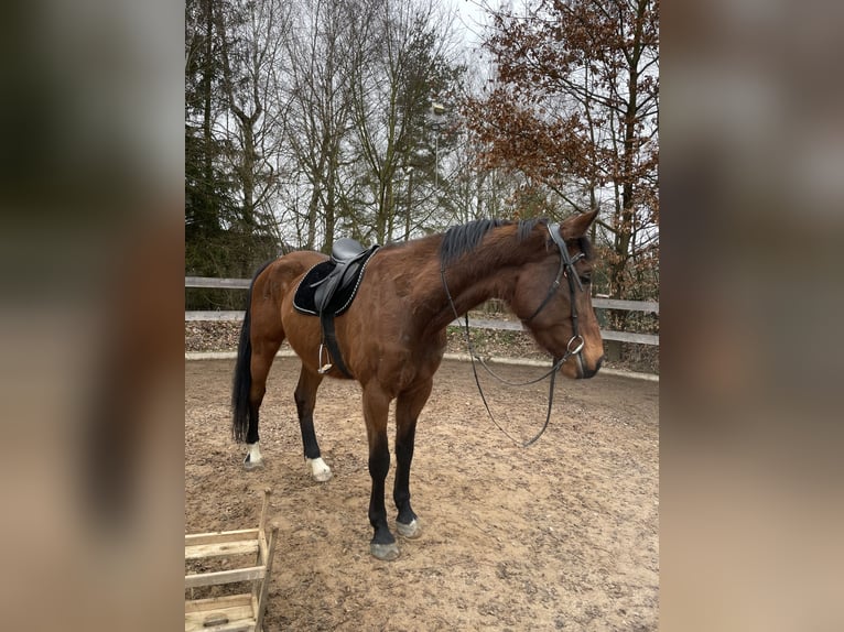 Oldenburger Wallach 10 Jahre 174 cm Brauner in Eichigt