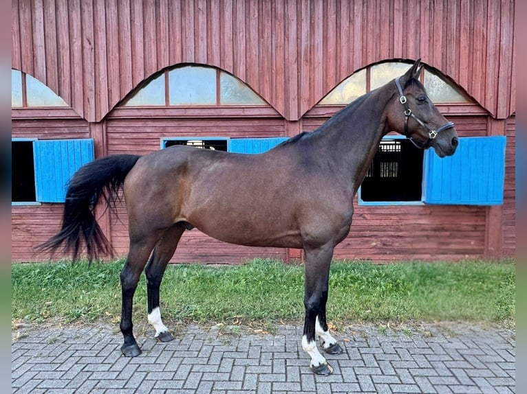 Oldenburger Wallach 10 Jahre 175 cm Dunkelbrauner in Sommerstorf