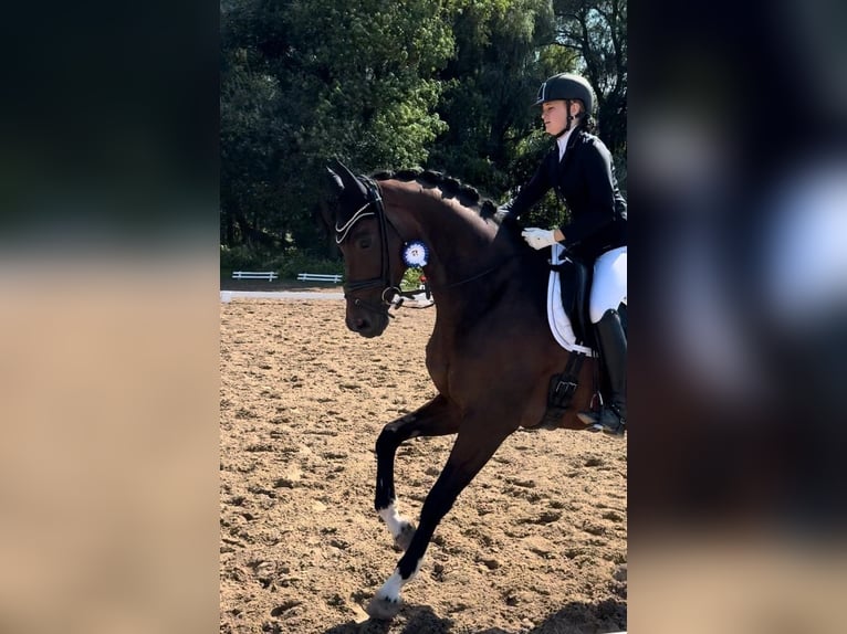 Oldenburger Wallach 10 Jahre 175 cm Dunkelbrauner in Sommerstorf