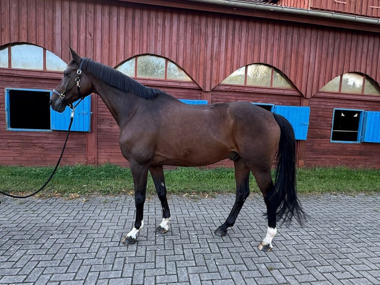 Oldenburger Wallach 10 Jahre 175 cm Dunkelbrauner in Sommerstorf