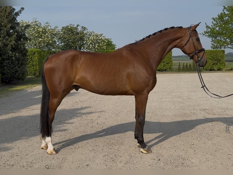 Oldenburger Wallach 10 Jahre 176 cm Brauner in Oud Gastel
