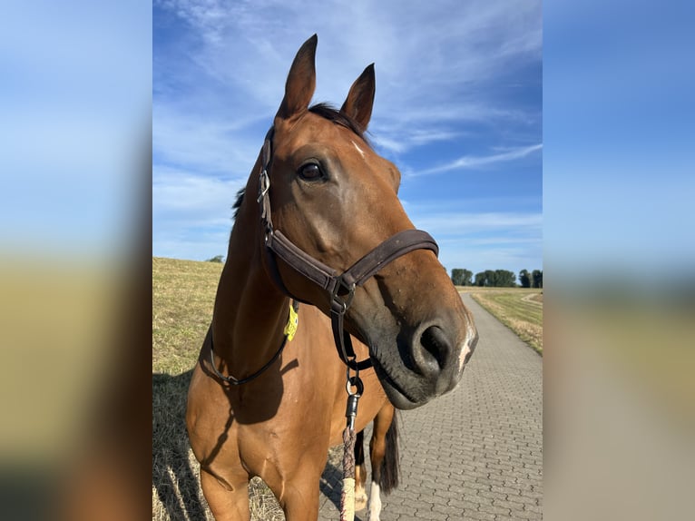 Oldenburger Wallach 10 Jahre 178 cm Brauner in Meerbusch Nierst