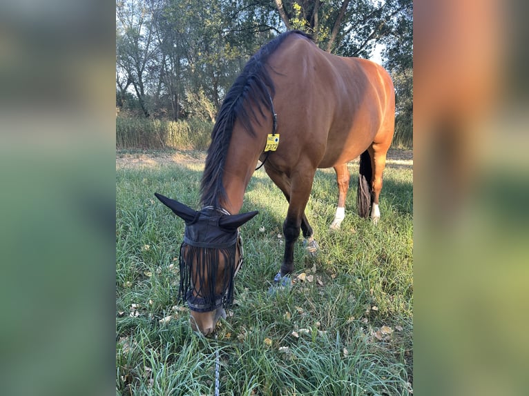 Oldenburger Wallach 10 Jahre 178 cm Brauner in Meerbusch Nierst