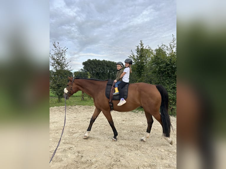 Oldenburger Wallach 10 Jahre 178 cm Brauner in Meerbusch Nierst