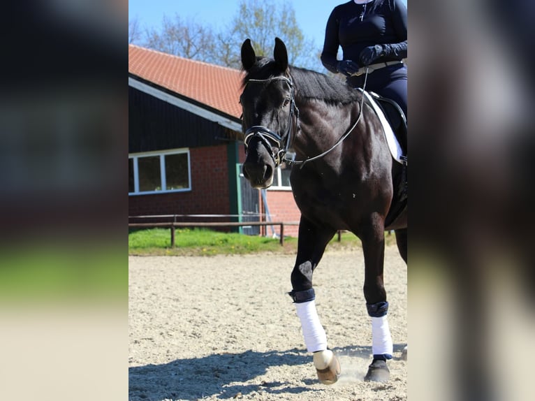 Oldenburger Wallach 10 Jahre 180 cm Rappe in D&#xFC;lmen
