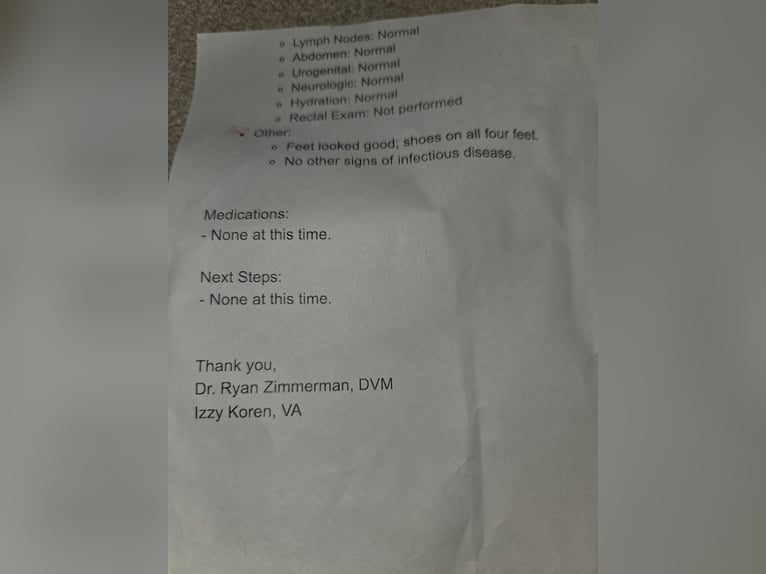 Oldenburger Mix Wallach 11 Jahre 160 cm Rotfuchs in Walbridge