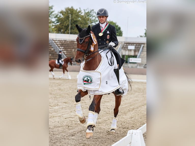 Oldenburger Wallach 11 Jahre 162 cm Rotbrauner in Balatonfenyves