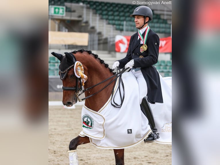 Oldenburger Wallach 11 Jahre 162 cm Rotbrauner in Balatonfenyves