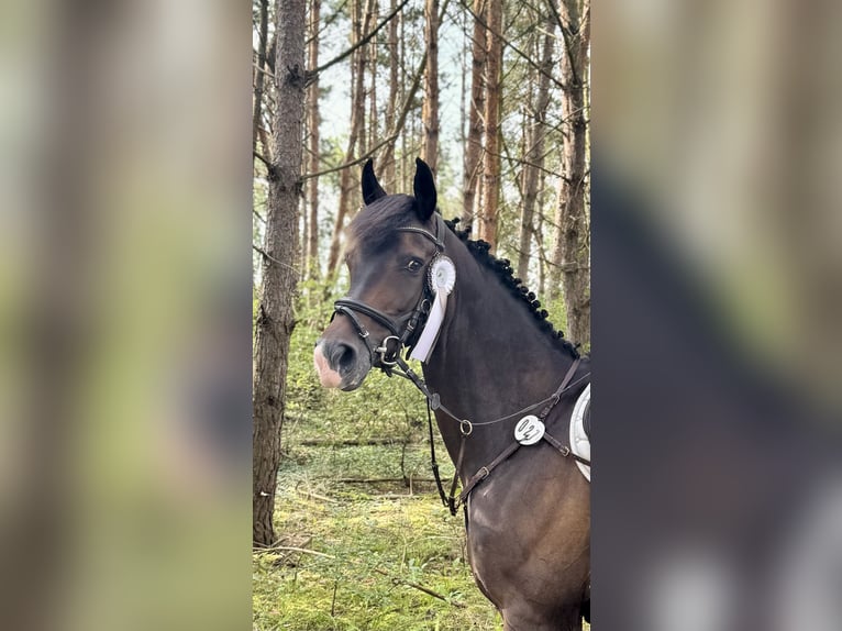 Oldenburger Wallach 11 Jahre 163 cm Dunkelbrauner in Ketzin