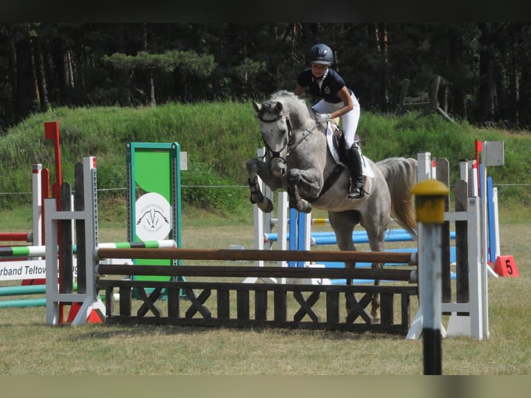 Oldenburger Wallach 11 Jahre 165 cm Fliegenschimmel in Saalow