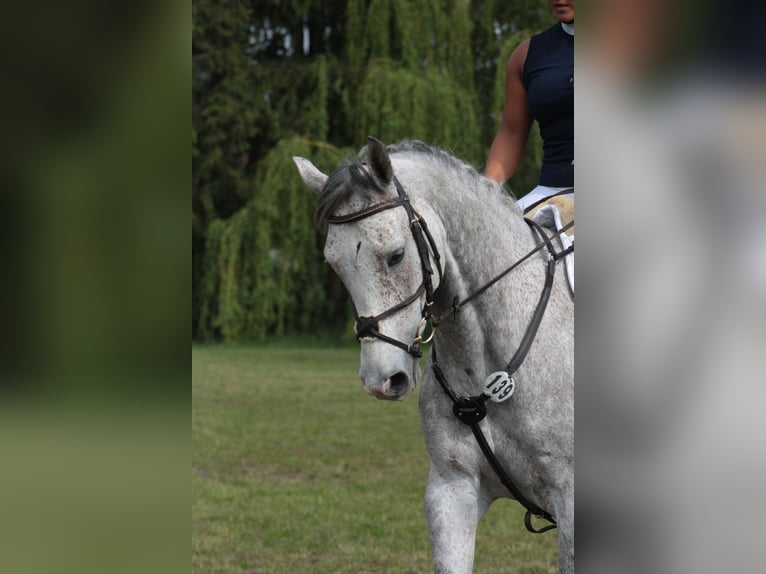 Oldenburger Wallach 11 Jahre 165 cm Fliegenschimmel in Saalow