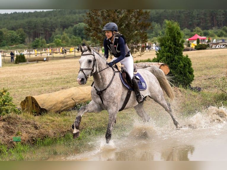 Oldenburger Wallach 11 Jahre 165 cm Fliegenschimmel in Saalow