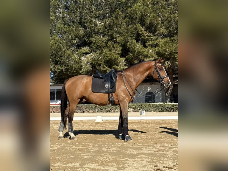 Oldenburger Wallach 11 Jahre 165 cm Rotbrauner in Alicante