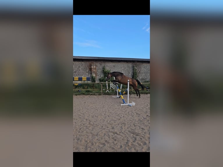Oldenburger Wallach 11 Jahre 167 cm Dunkelbrauner in Stahnsdorf