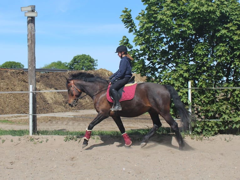Oldenburger Wallach 11 Jahre 167 cm Dunkelbrauner in Stahnsdorf
