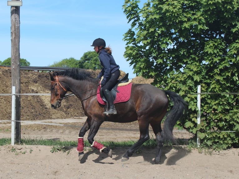 Oldenburger Wallach 11 Jahre 167 cm Dunkelbrauner in Stahnsdorf