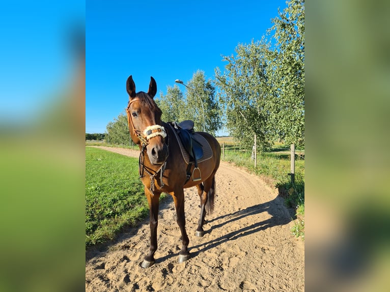 Oldenburger Wallach 11 Jahre 167 cm Dunkelbrauner in Stahnsdorf