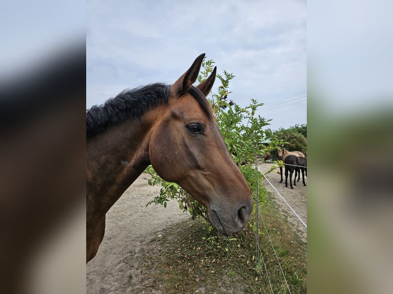 Oldenburger Wallach 11 Jahre 167 cm Dunkelbrauner in Stahnsdorf