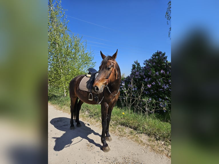 Oldenburger Wallach 11 Jahre 167 cm Dunkelbrauner in Stahnsdorf