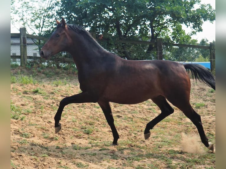Oldenburger Wallach 11 Jahre 168 cm Brauner in Annweiler am Trifels Hahnenbach
