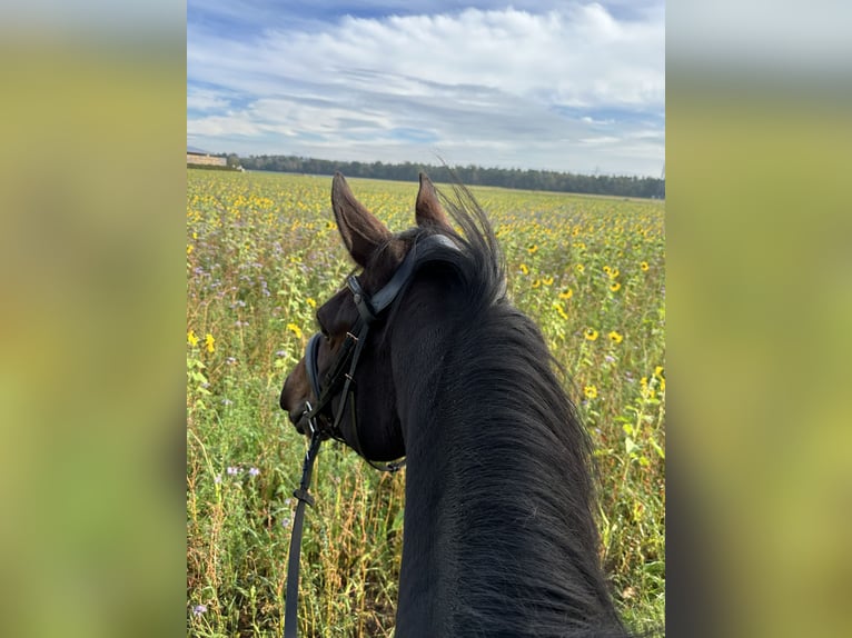 Oldenburger Wallach 11 Jahre 168 cm Brauner in Annweiler am Trifels Hahnenbach
