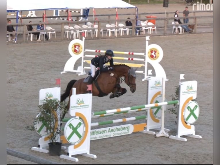 Oldenburger Wallach 11 Jahre 168 cm Brauner in Münster