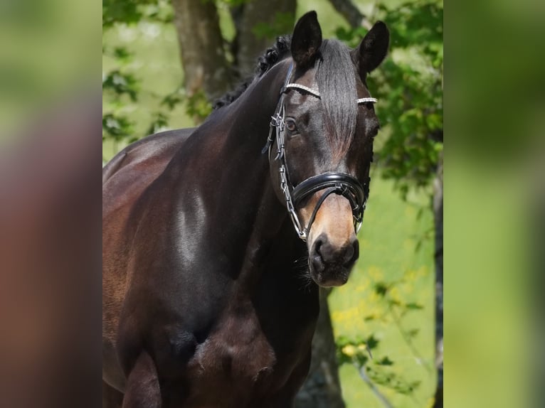 Oldenburger Wallach 11 Jahre 168 cm Schwarzbrauner in Nettersheim