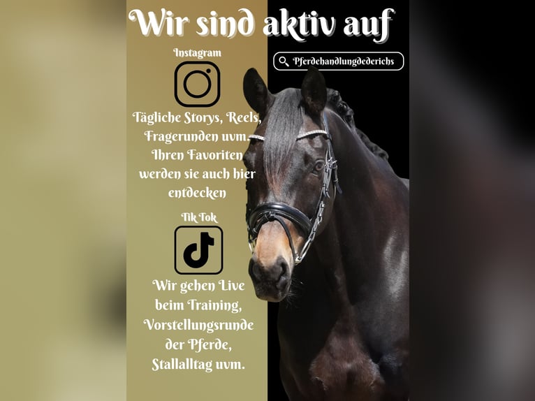 Oldenburger Wallach 11 Jahre 168 cm Schwarzbrauner in Nettersheim