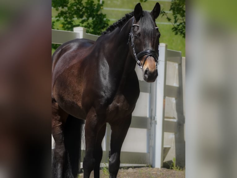 Oldenburger Wallach 11 Jahre 168 cm Schwarzbrauner in Nettersheim