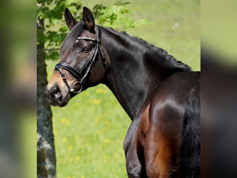 Oldenburger Wallach 11 Jahre 168 cm Schwarzbrauner in Nettersheim