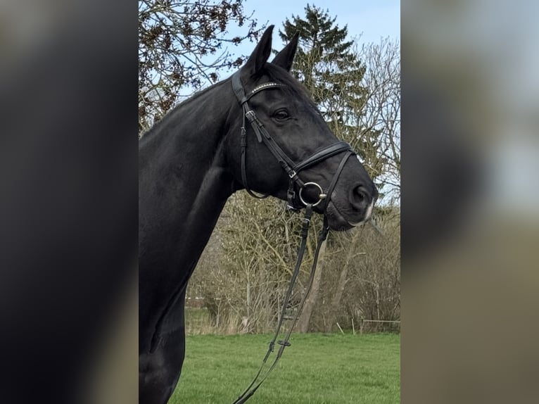 Oldenburger Wallach 11 Jahre 169 cm Rappe in Stadland