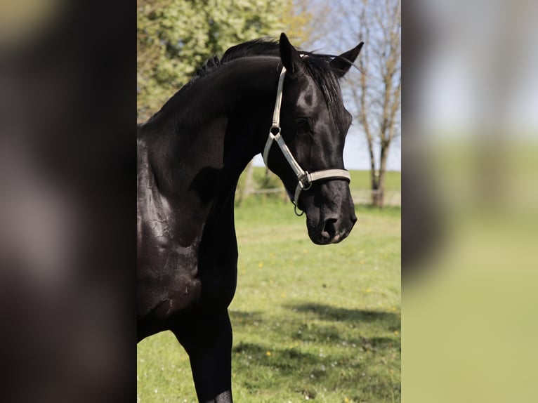 Oldenburger Wallach 11 Jahre 169 cm Rappe in Stadland