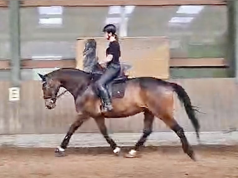 Oldenburger Wallach 11 Jahre 169 cm Schwarzbrauner in Lathen