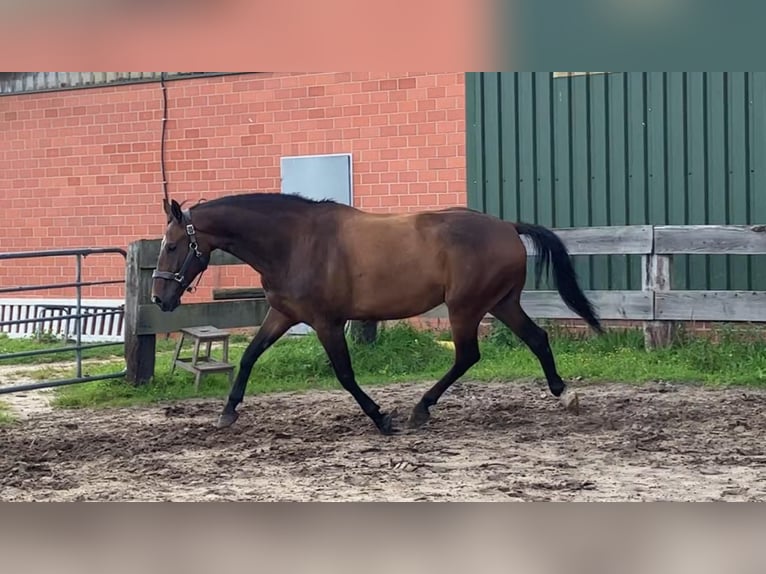 Oldenburger Wallach 11 Jahre 169 cm Schwarzbrauner in Lathen