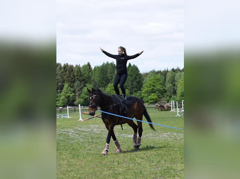 Oldenburger Wallach 11 Jahre 169 cm Schwarzbrauner in Lathen
