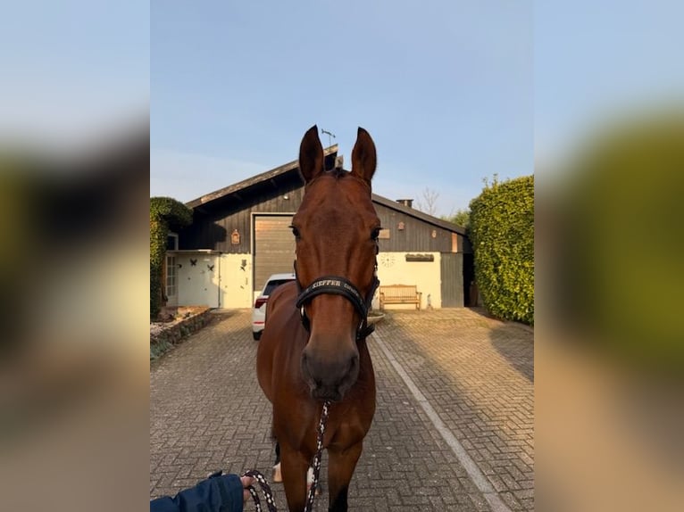 Oldenburger Wallach 11 Jahre 170 cm Brauner in GROTE-BROGEL