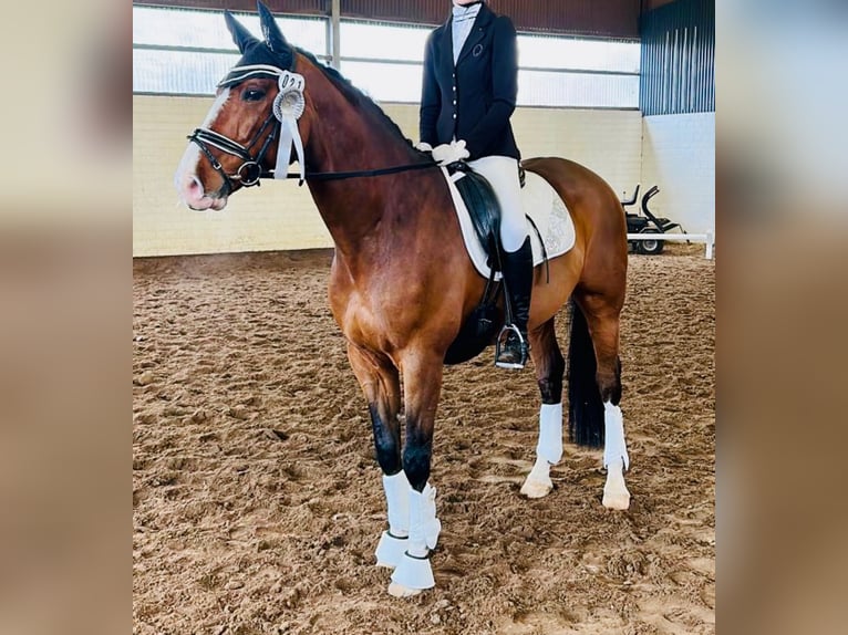 Oldenburger Wallach 11 Jahre 170 cm Brauner in Minden