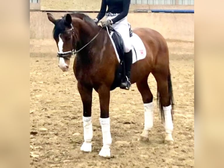 Oldenburger Wallach 11 Jahre 170 cm Brauner in Minden