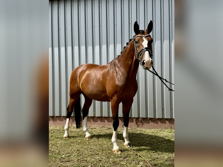 Oldenburger Wallach 11 Jahre 170 cm Brauner in Minden