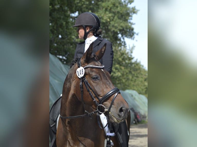 Oldenburger Wallach 11 Jahre 170 cm Dunkelbrauner in Leer (Ostfriesland)