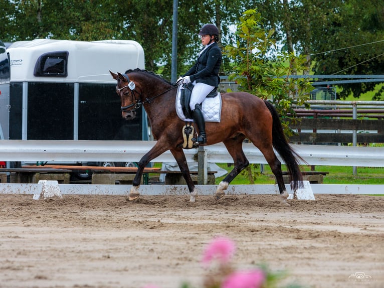 Oldenburger Wallach 11 Jahre 170 cm Dunkelbrauner in Leer (Ostfriesland)