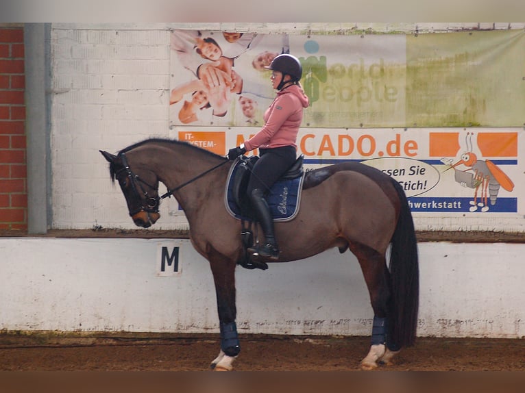 Oldenburger Wallach 11 Jahre 170 cm Dunkelbrauner in Leer (Ostfriesland)
