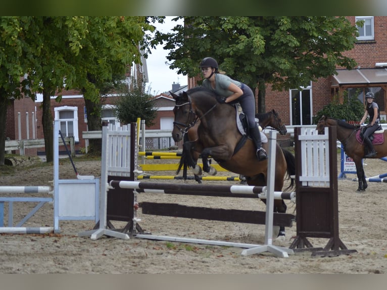 Oldenburger Wallach 11 Jahre 170 cm Dunkelbrauner in Leer (Ostfriesland)