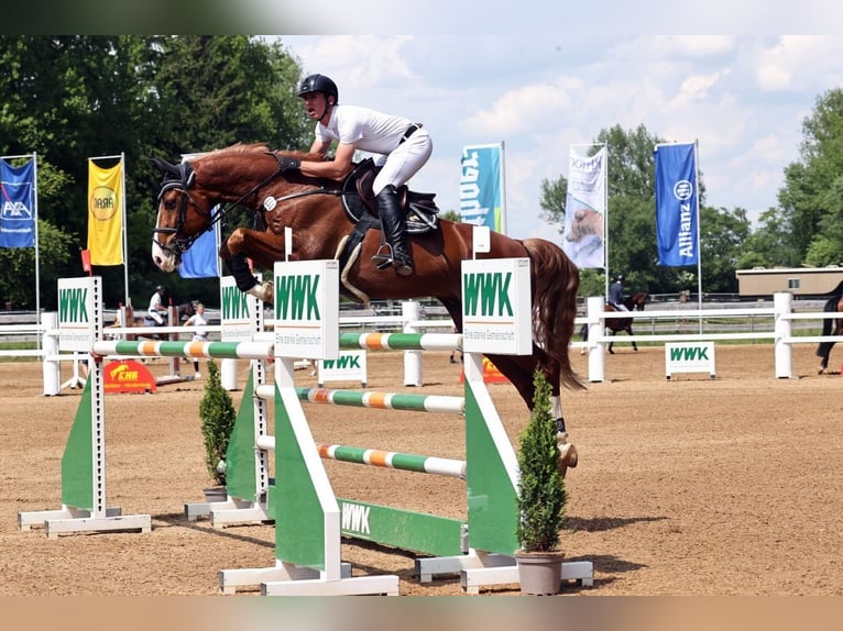 Oldenburger Wallach 11 Jahre 170 cm Fuchs in Aying