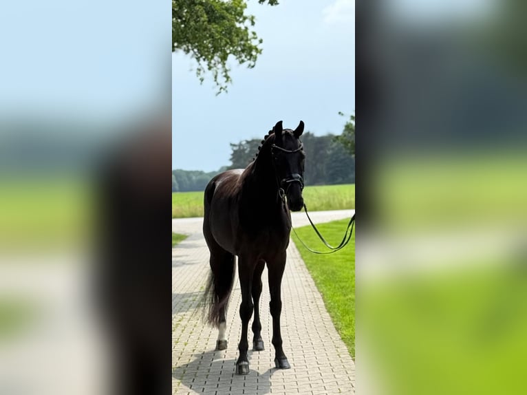 Oldenburger Wallach 11 Jahre 170 cm Rappe in Emlichheim