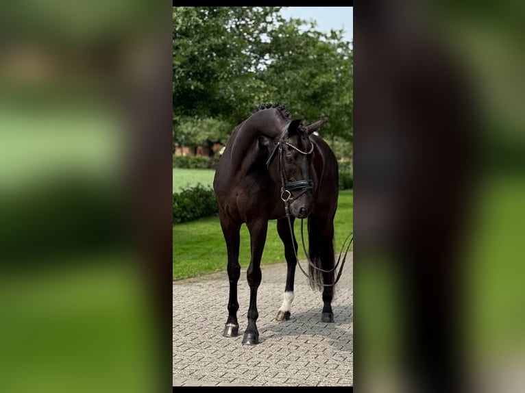Oldenburger Wallach 11 Jahre 170 cm Rappe in Emlichheim
