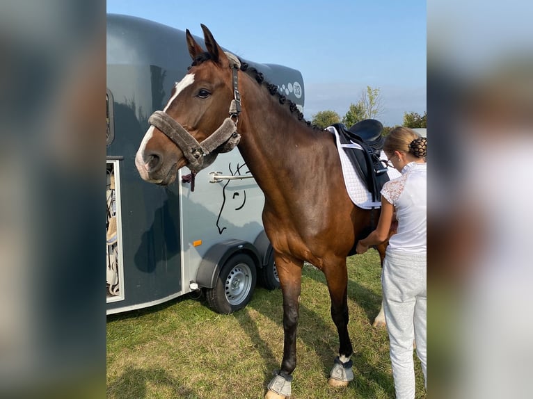 Oldenburger Wallach 11 Jahre 171 cm Dunkelbrauner in Halle