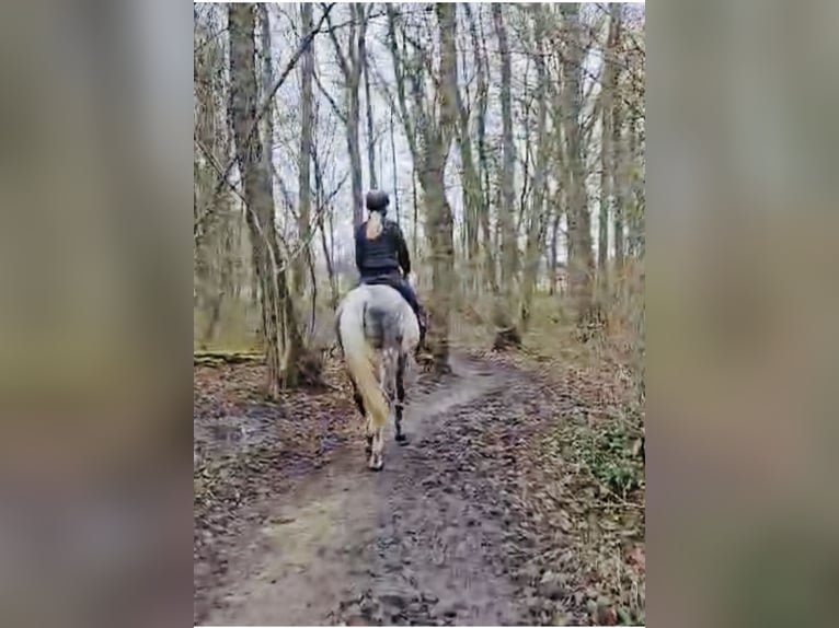 Oldenburger Wallach 11 Jahre 172 cm Apfelschimmel in Bergisch Gladbach