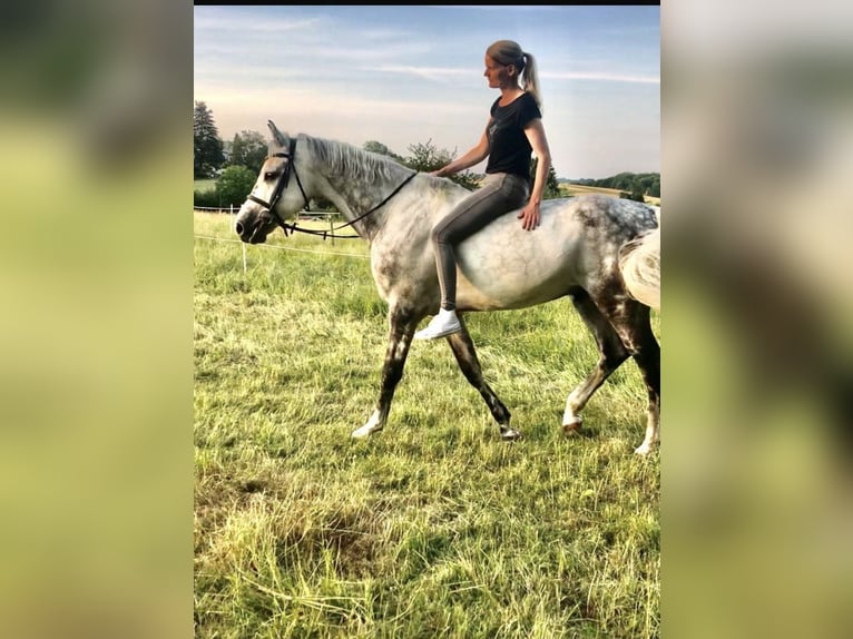 Oldenburger Wallach 11 Jahre 172 cm Apfelschimmel in Bergisch Gladbach