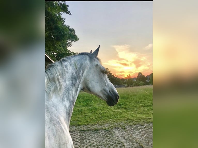 Oldenburger Wallach 11 Jahre 172 cm Apfelschimmel in Bergisch Gladbach